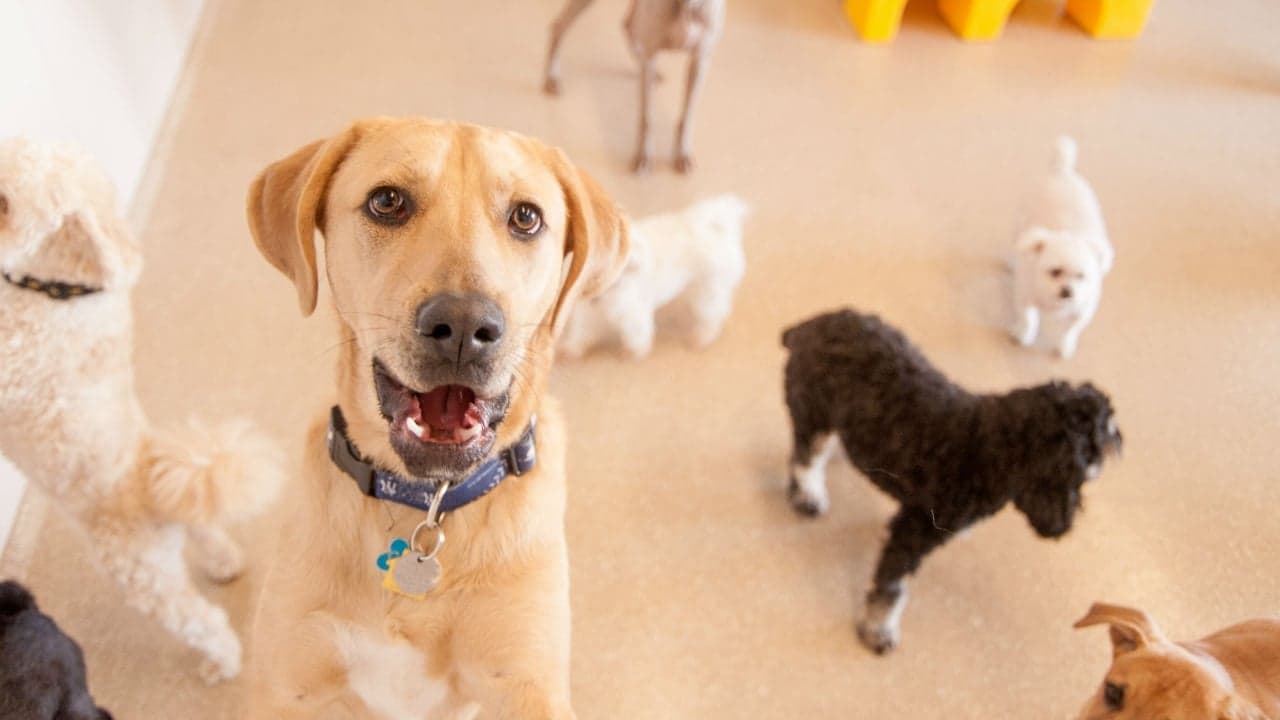 K-9 Resorts Daycare & Luxury Hotel Answers the Growing Demand for High End Pet Care K-9 Resorts Daycare & Luxury Hotel Answers the Growing Demand for High End Pet Care
