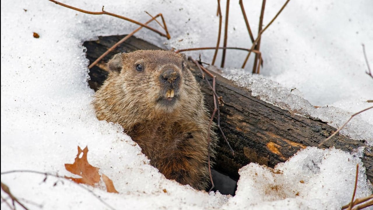 Groundhog Day of Business Marketing Groundhog Day of Business Marketing