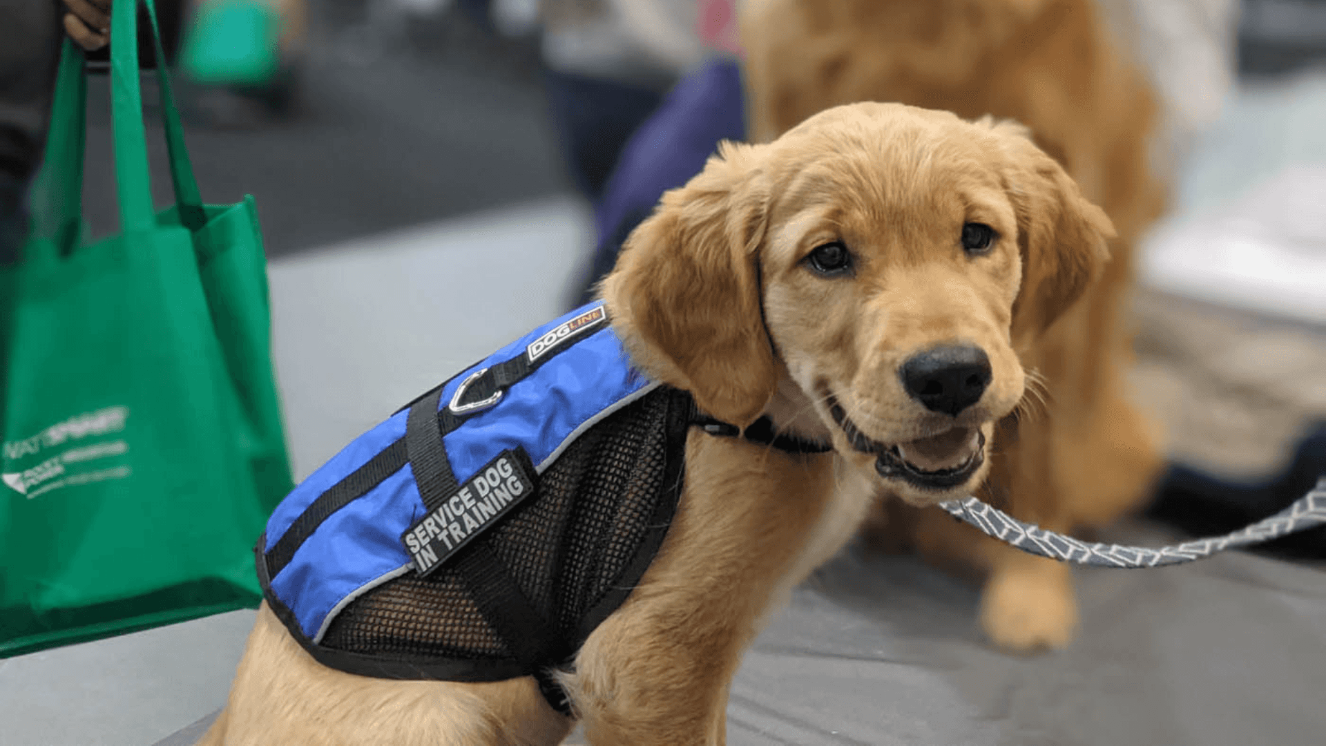 Dog Training Elite Franchise - DTE - National Service Dog Month - 1851 Franchise