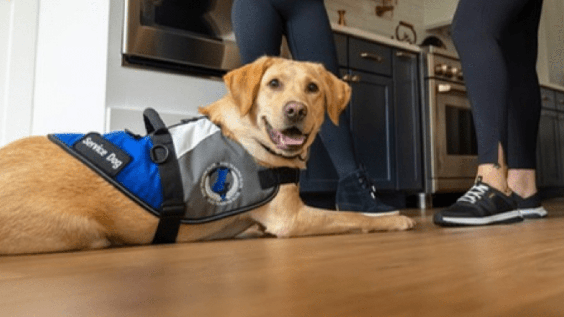 How Dog Training Elite Helps Veterans With PTSD Through Service Dog Training