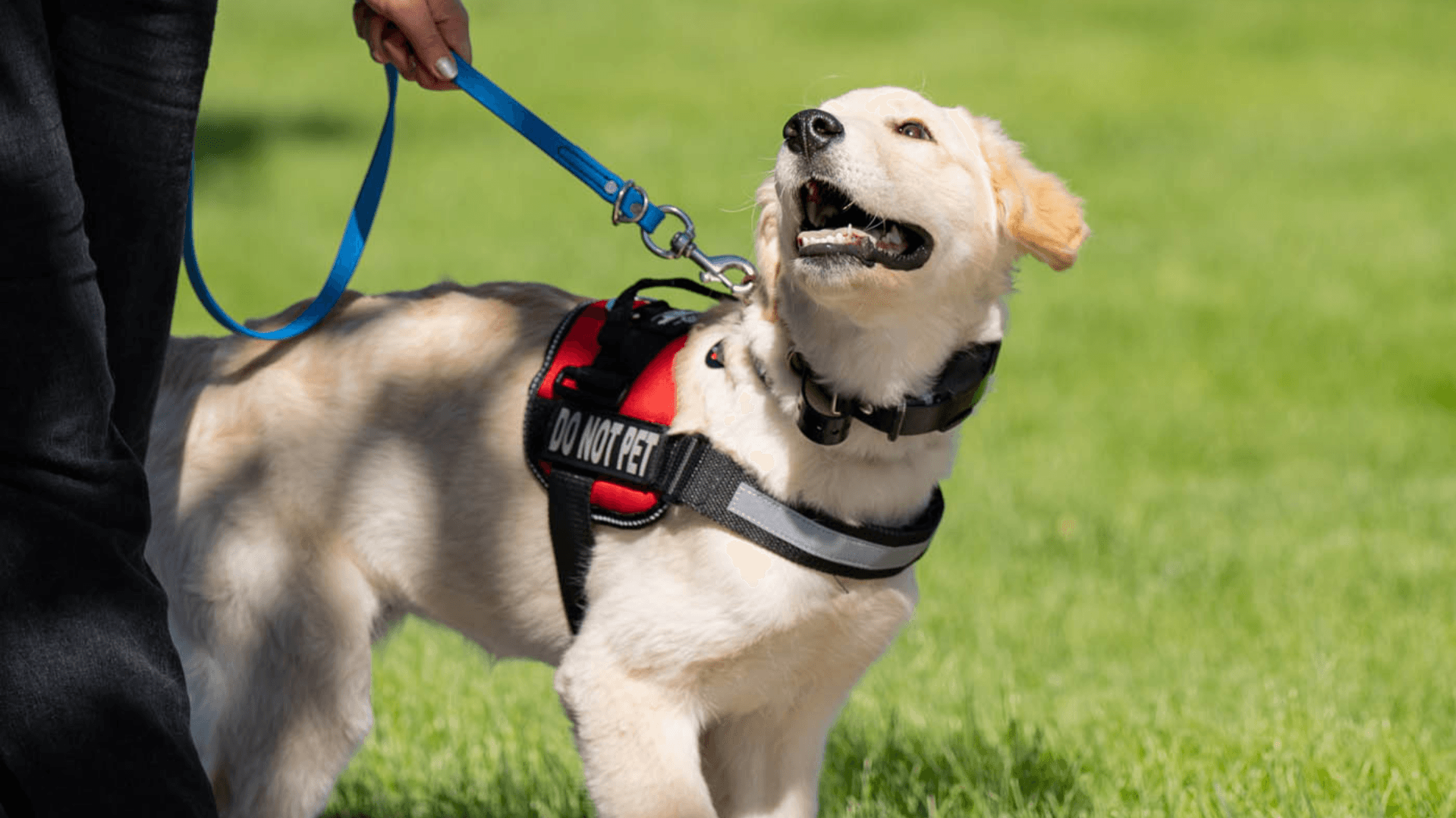 How Dog Training Elite Helps Veterans With PTSD Through Service Dog Training