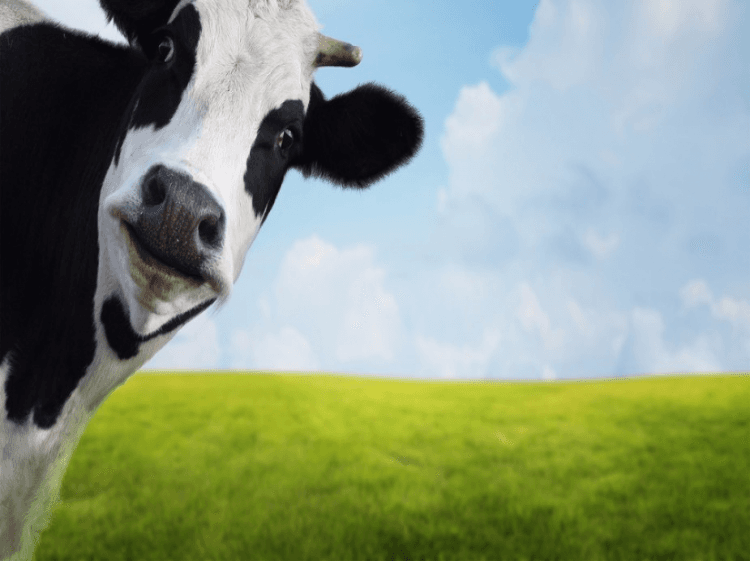 Meat Prices Putting a Squeeze on Franchises 