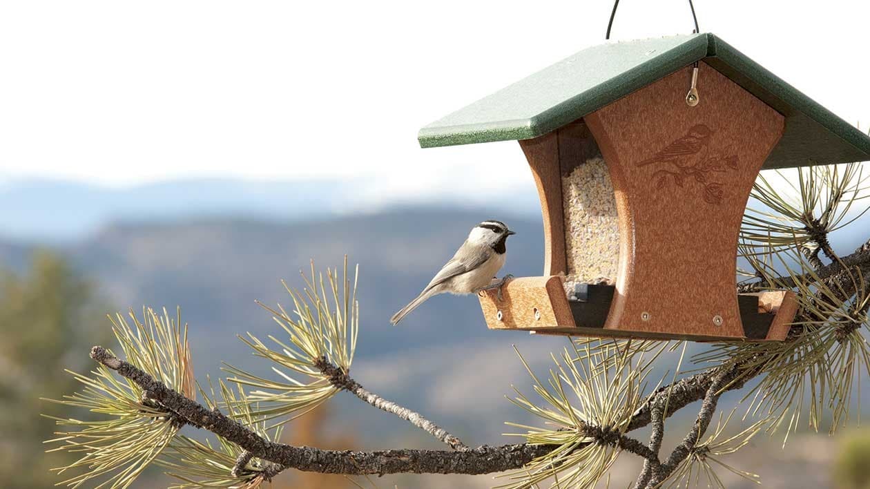 6 Ways to Prepare Your Yard for Fall Migration