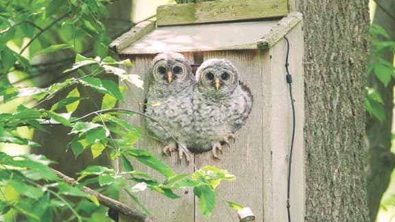 Wild Birds Unlimited’s Nest Cam Showcases The Newest Brood of Barred Owls