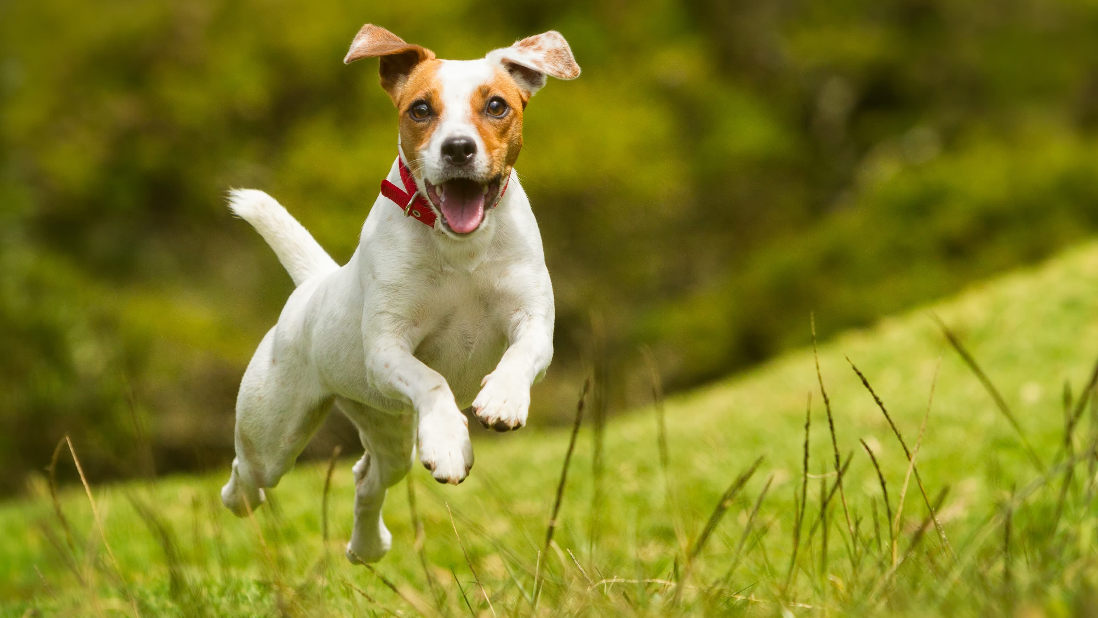 Pet Product News: Pet Wants Taps DeNita Carani as Brand President