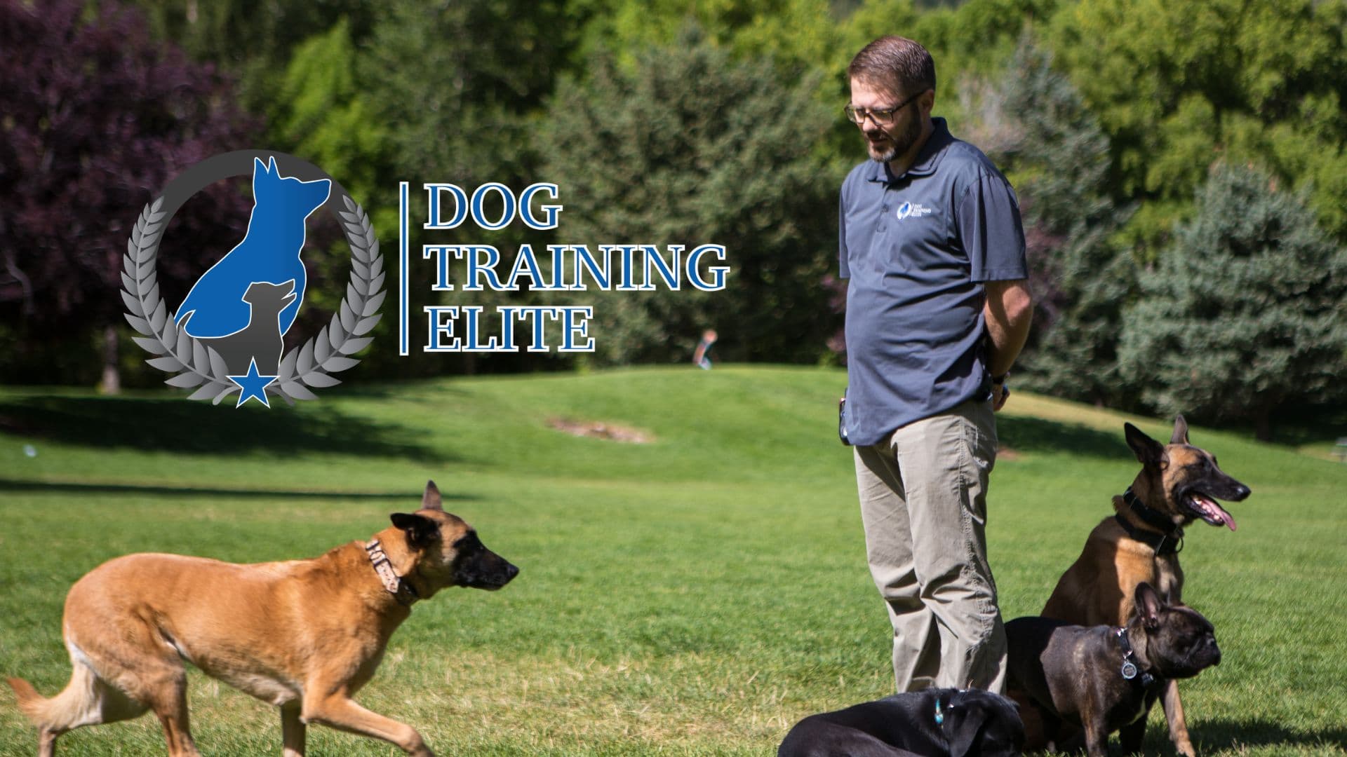Dog Training Elite Has 100 Franchise Units Left to Sell Until They Close Out Available U.S. Territories