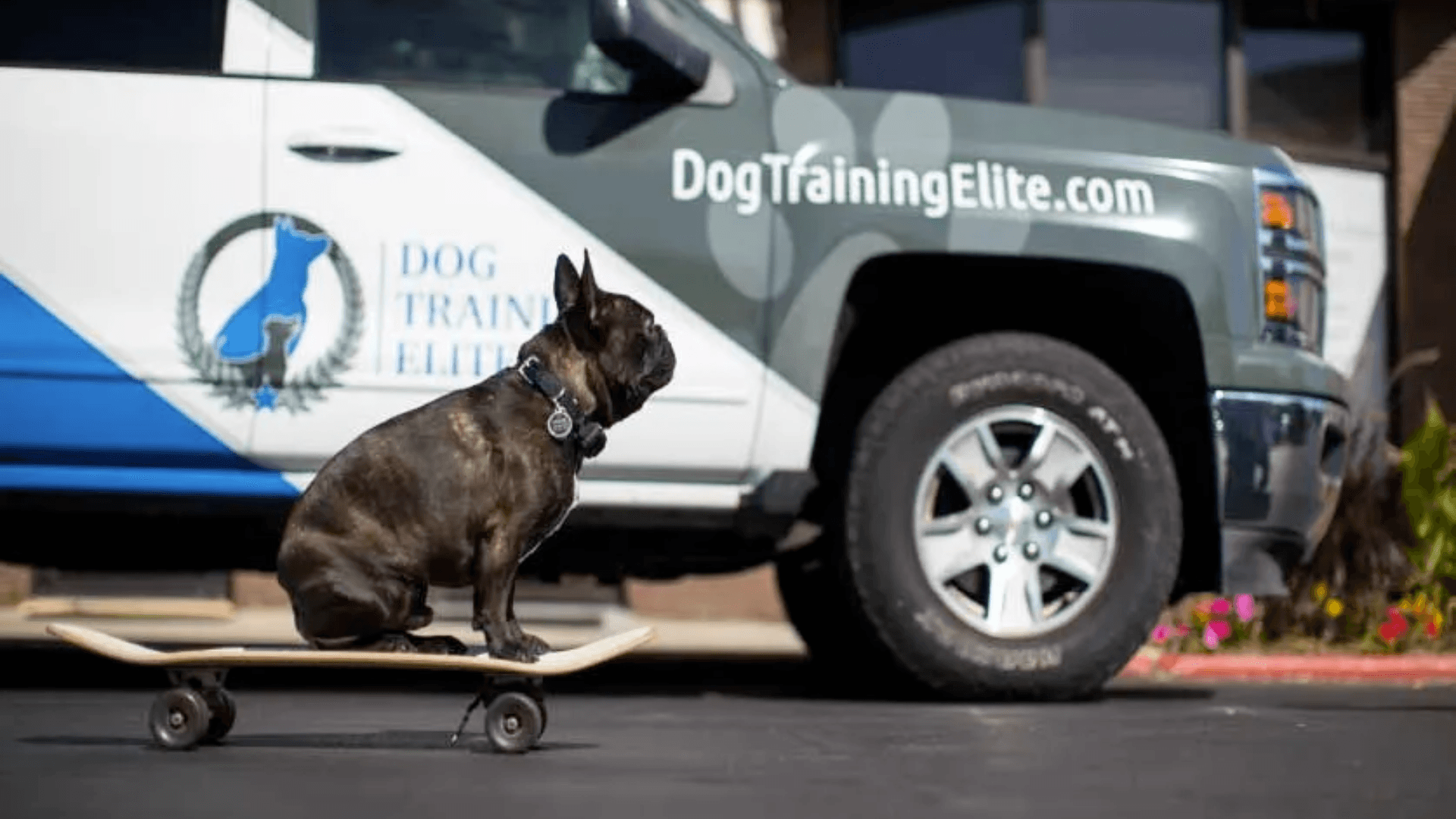 Dog Training Elite Targets California for Growth with Over 140 Available Territories