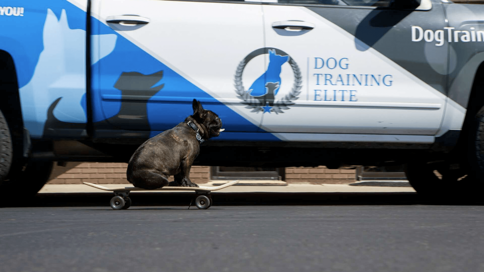 Dog Training Elite Finishes Successful Q3 with New Territories and Training Tools