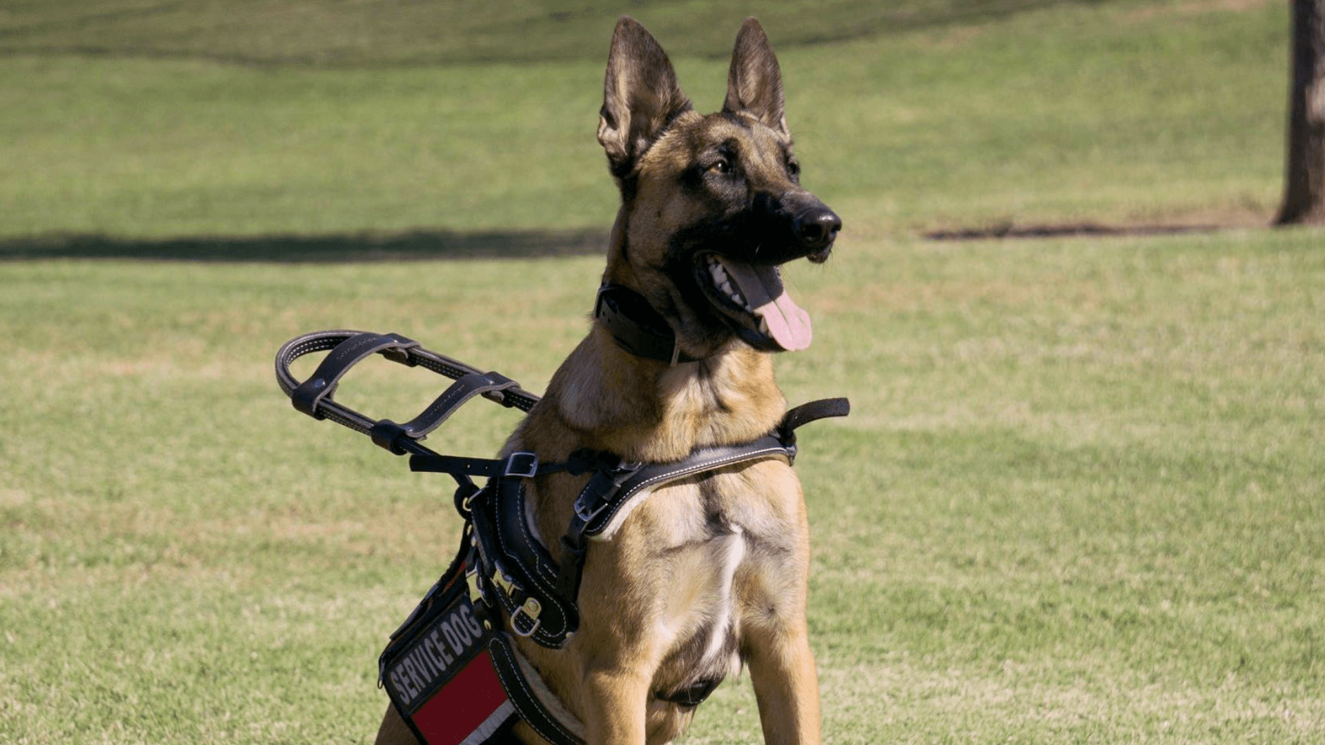 Dog Training Elite Thanks Veterans with Service Dog Training Offer