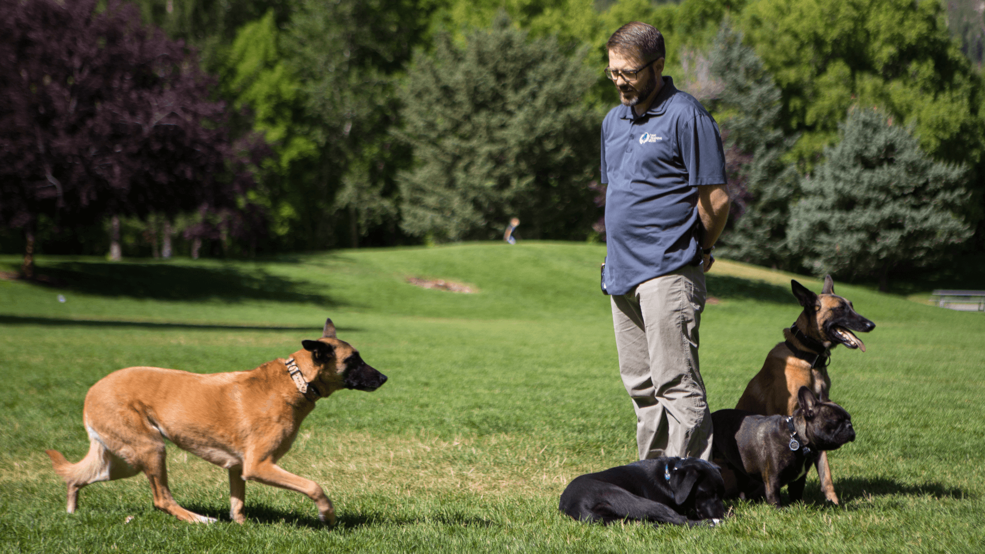Dog Training Elite Awards 30 Territories in 2023, Plans to Double Down Next Year