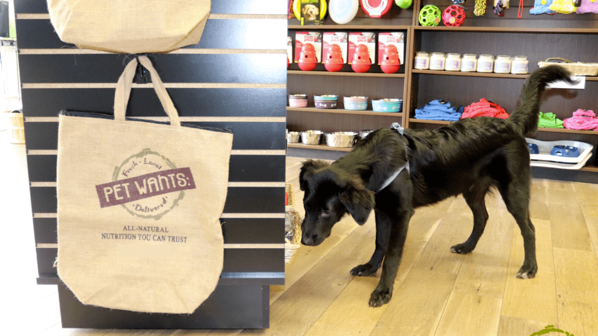 Post and Courier: Pet Wants Coming to Greenville, South Carolina, in 2024