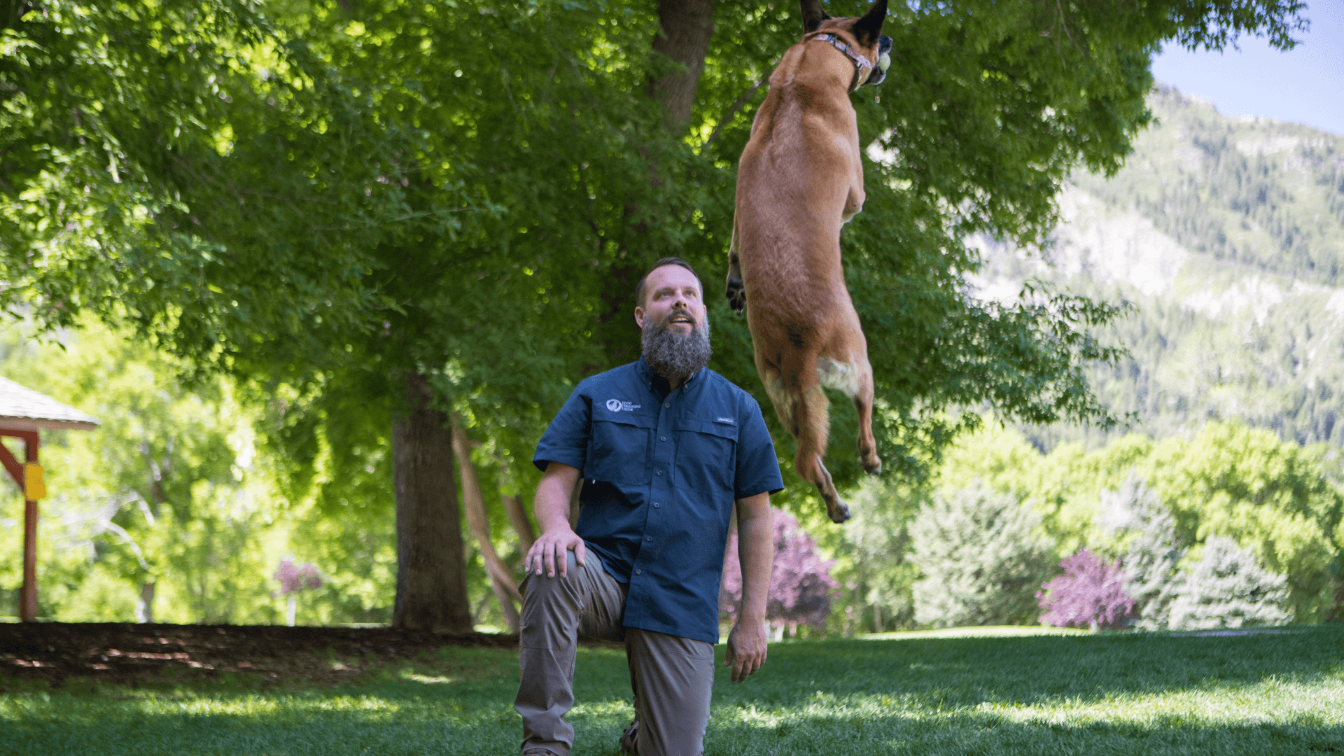 How Dog Training Elite Is Transforming Communities by Meeting Families in Their Homes for Personalized Training