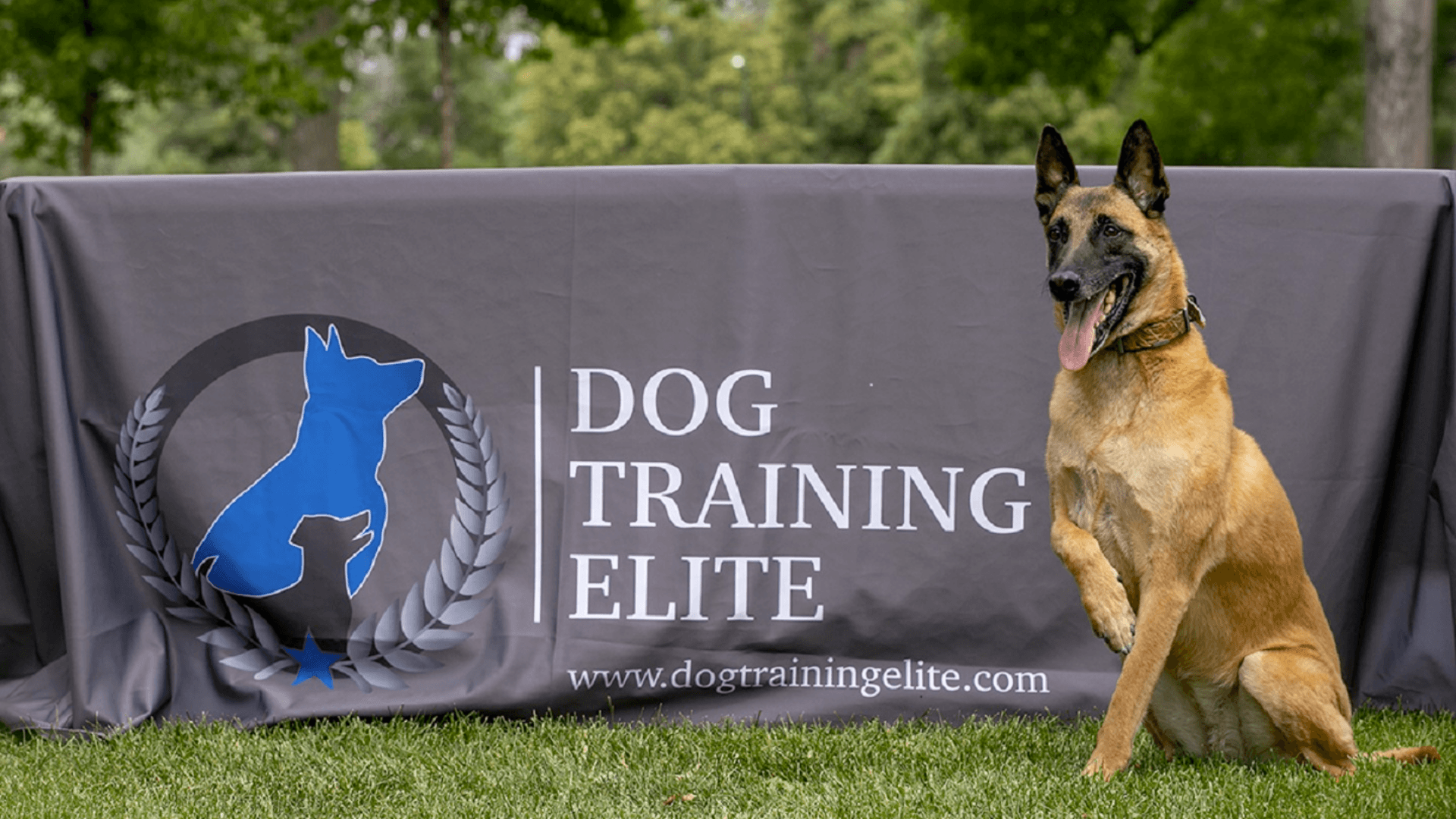 Top 10 Reasons To Buy a Dog Training Elite Franchise in 2024