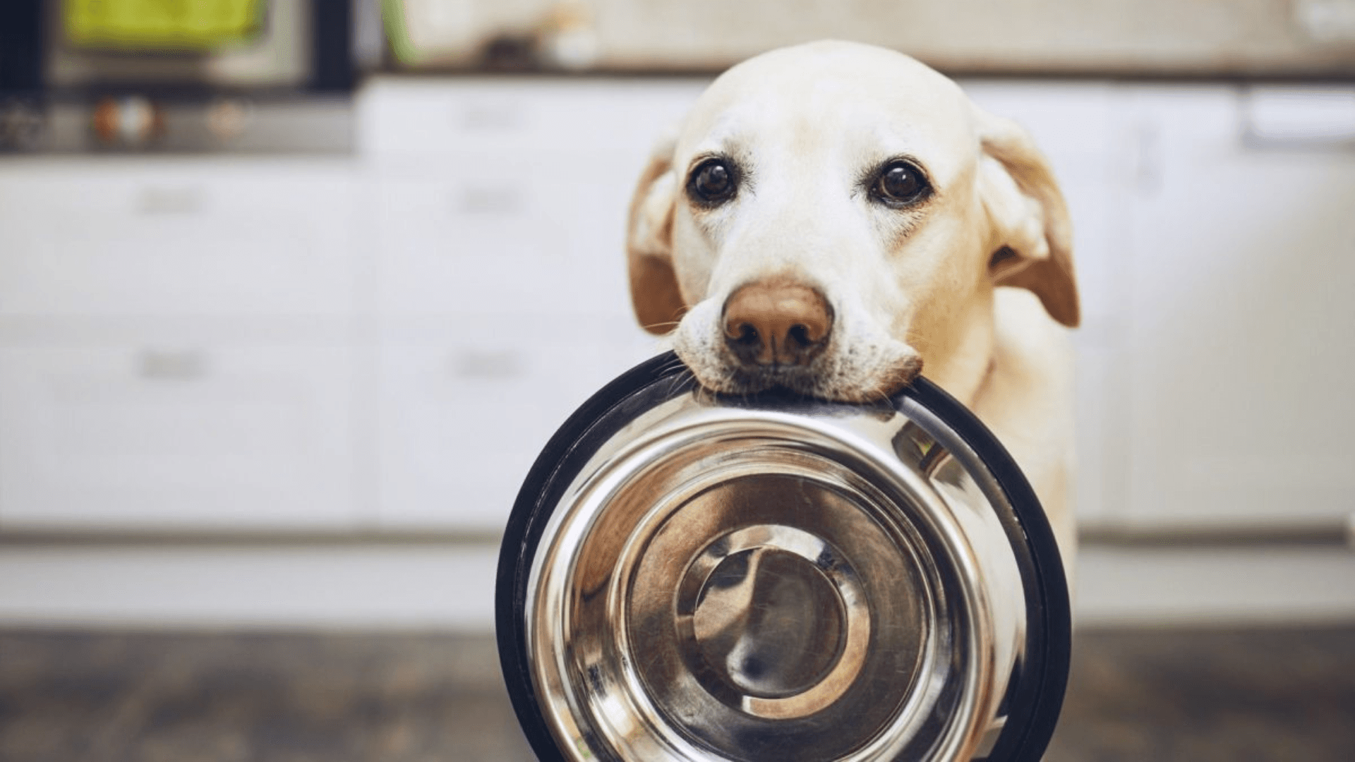 ABC 12 News: Mid-Michigan Pet Expo Going on at the Dort Financial Center