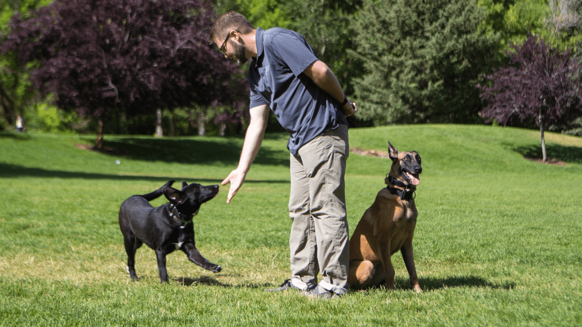 Dog Training Elite Presents at National USPS Bite Awareness Week Conference