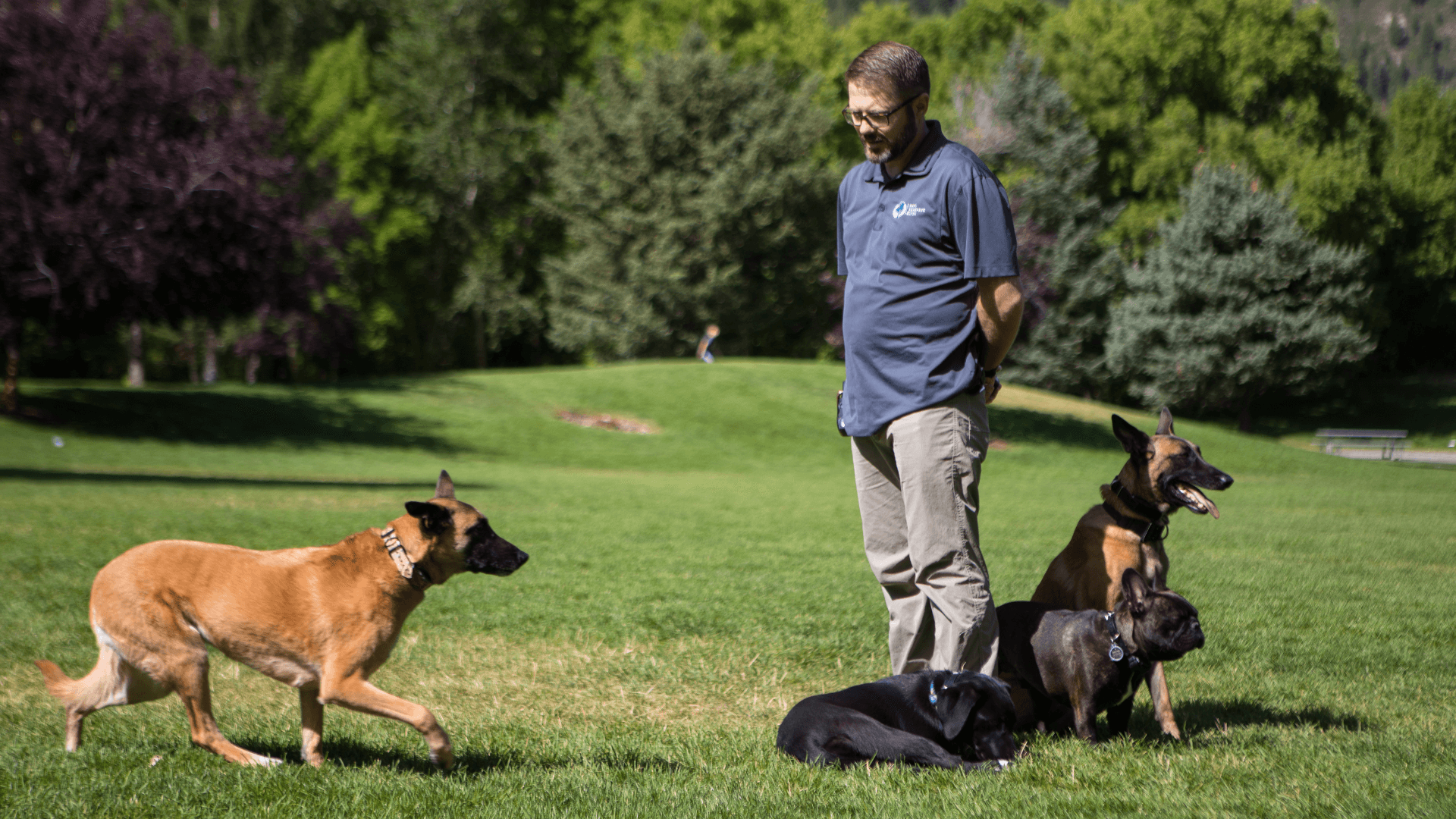 Dog Training Elite Franchise Creates Better Dogs, Business Owners Through a Person-First Culture