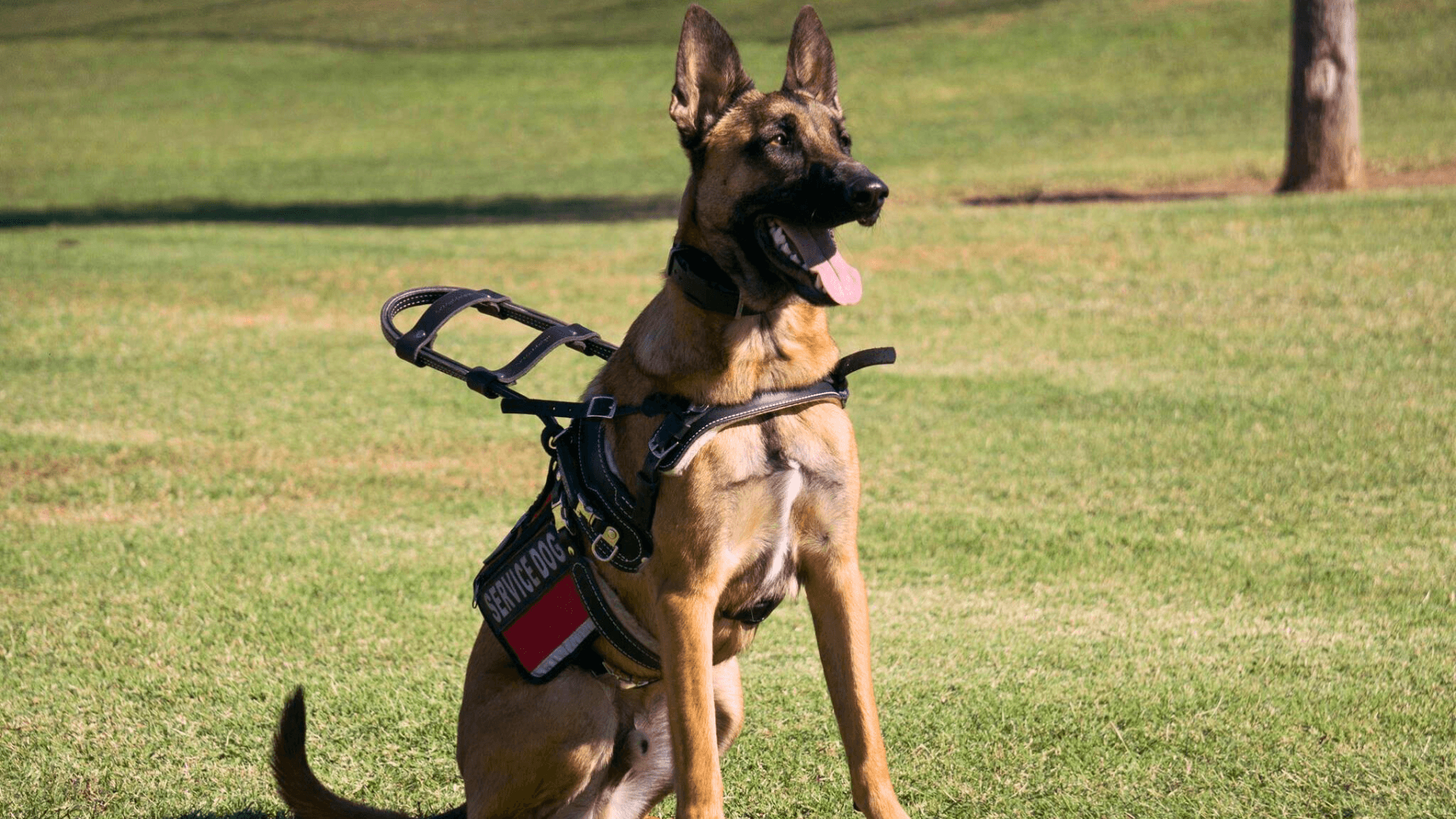 Dog Training Elite Partners With Vets Helping Heroes to Increase Veterans’ Access to Service Dogs 