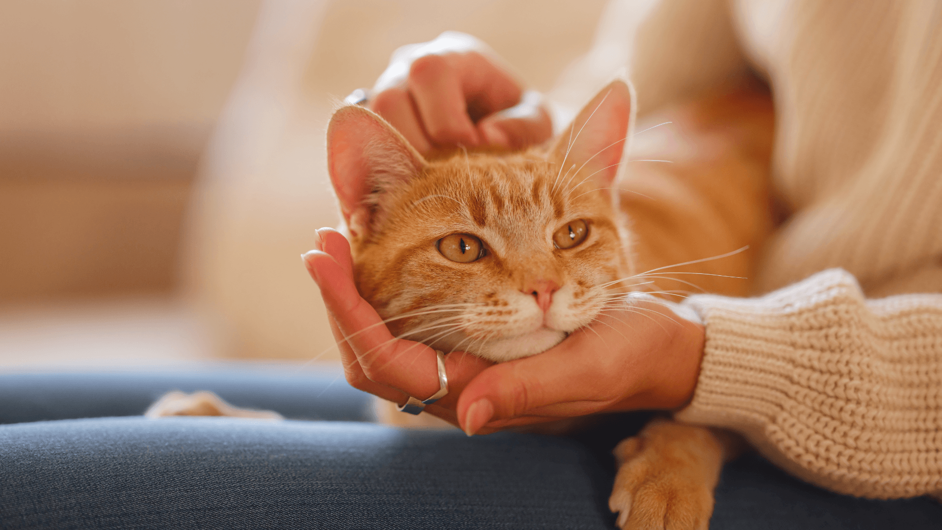 CBS News Detroit: How To Manage Fall Pet Allergies