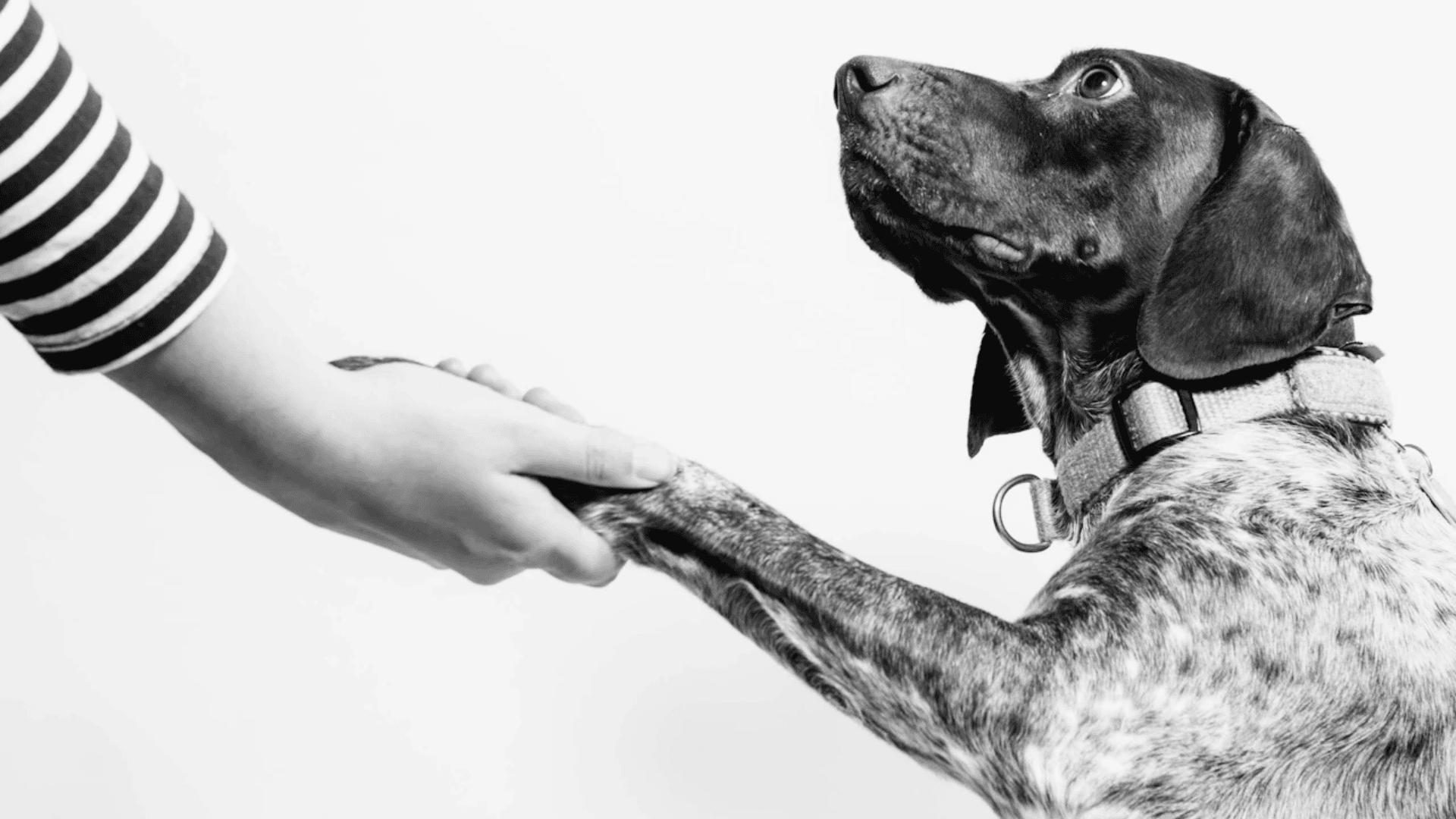 Pet Wants Launches 'Pack Gives Back' to Aid Local Pet Shelters