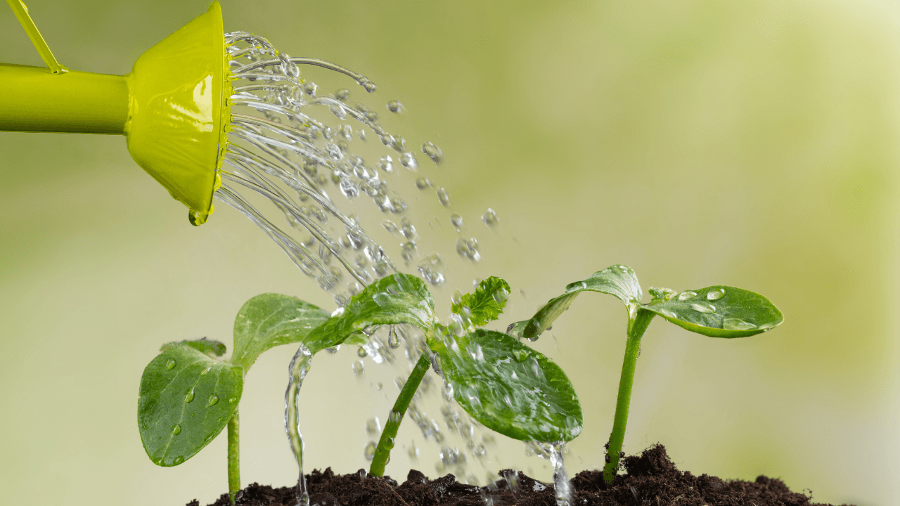 CFOs See Recession as Likely in ’25; Why Now Is the Time To Water the Franchise Buyer Seeds