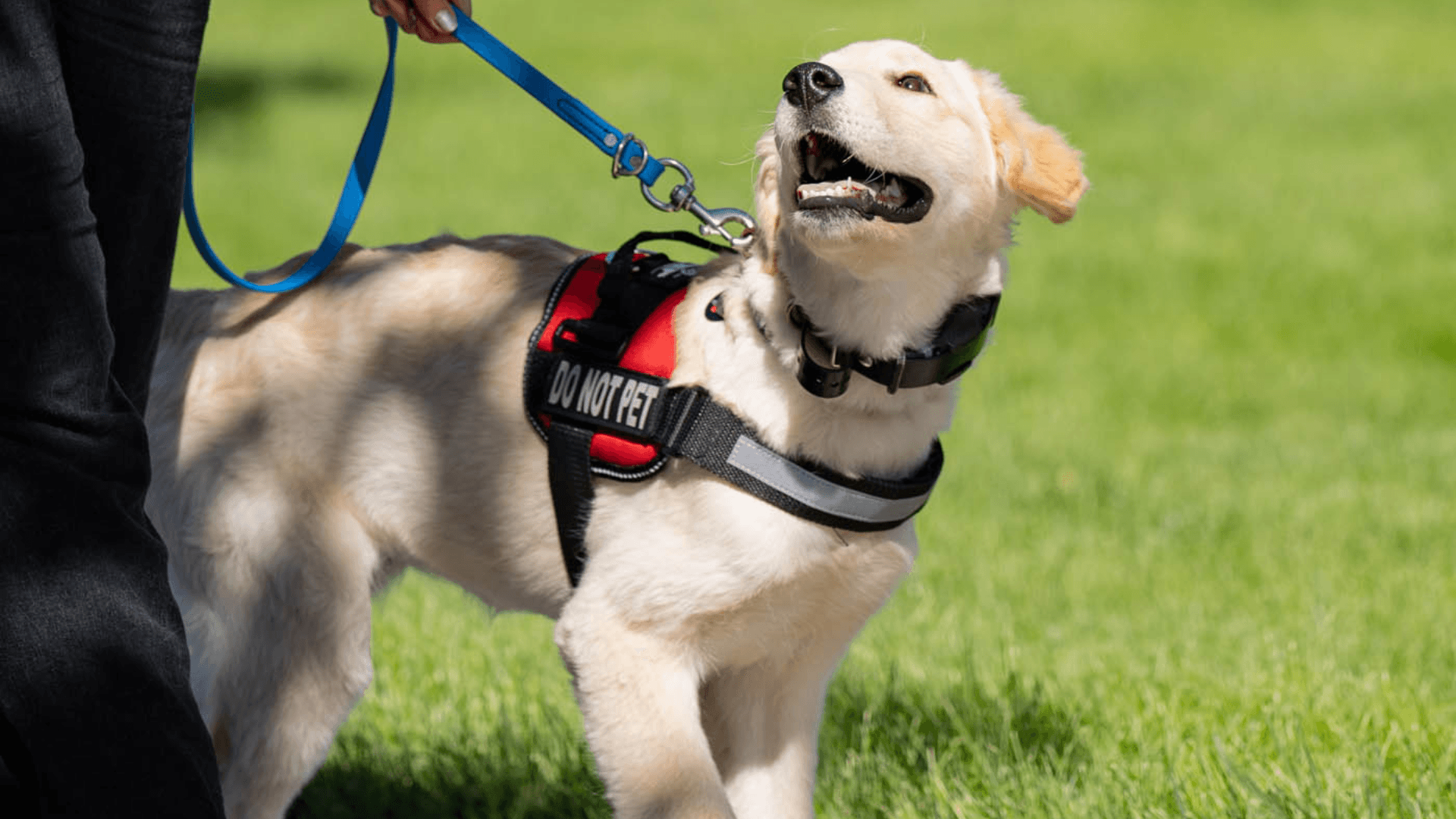 Dog Training Elite Northeast Houston Celebrates Transformative Role of Service Dogs in the Lives of People With PTSD