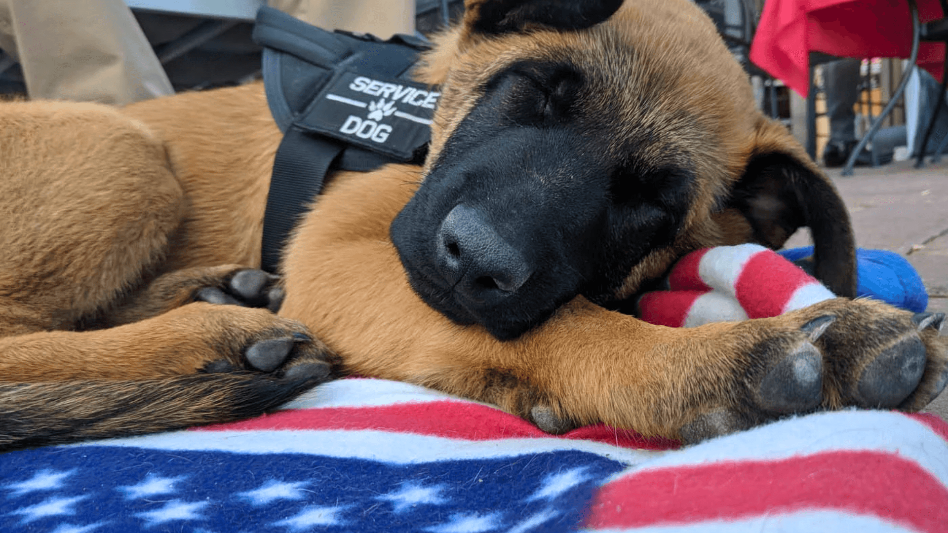 Dog Training Elite Shares Tips To Ease Dog Anxiety for 4th of July