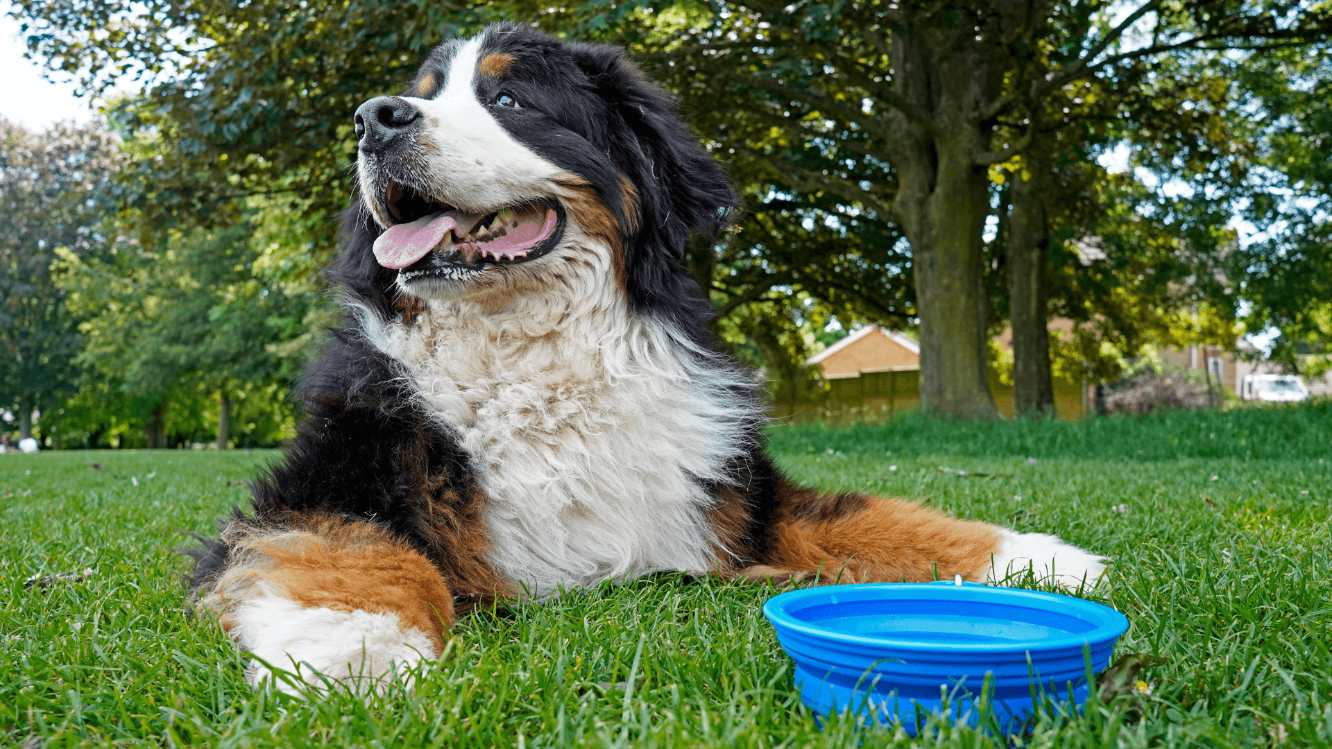 Too Hot To Trot: How To Keep Your Dog Safe in the Summer Heat