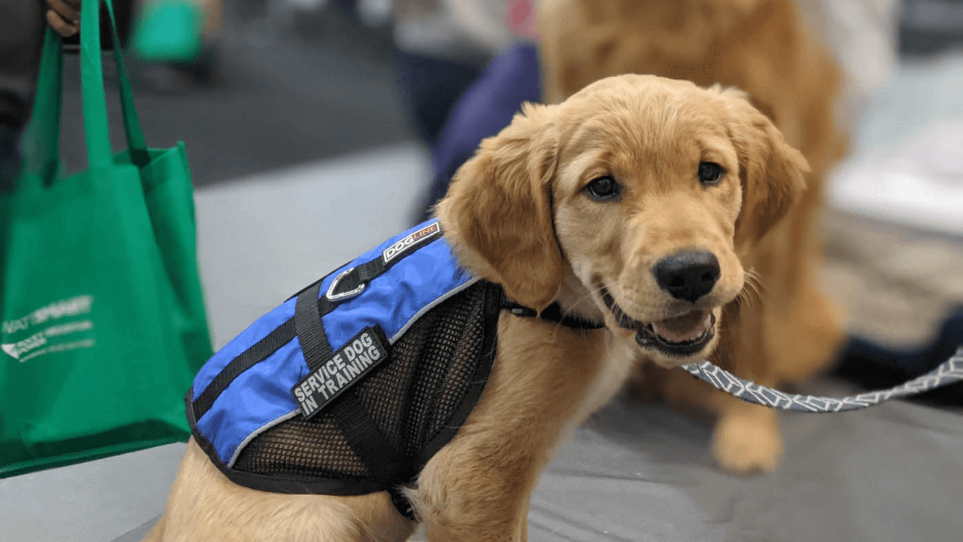 Celebrating Service Dogs: Why Proper Training Changes Lives — And How Dog Training Elite Is Leading the Way