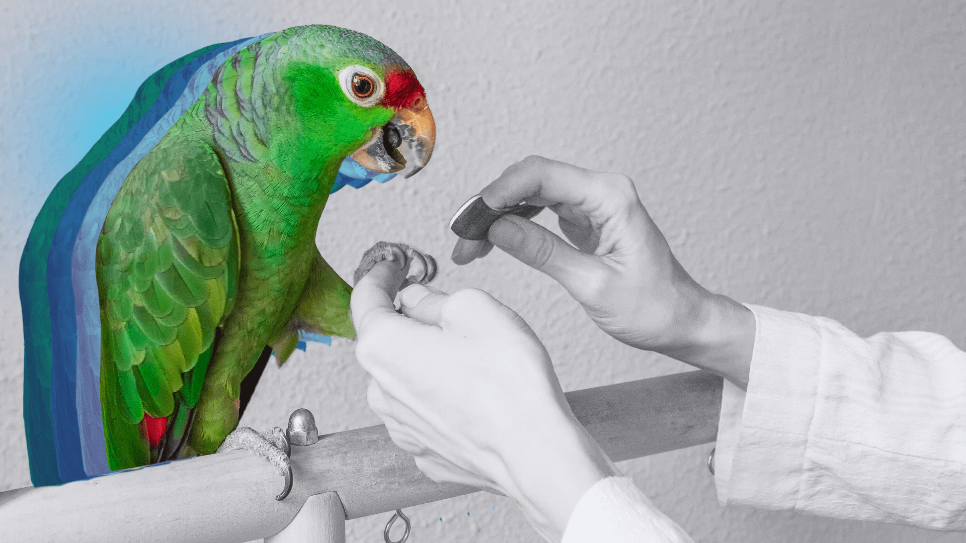 Top Specialty Pet Product and Services Franchise Opportunities for 2026