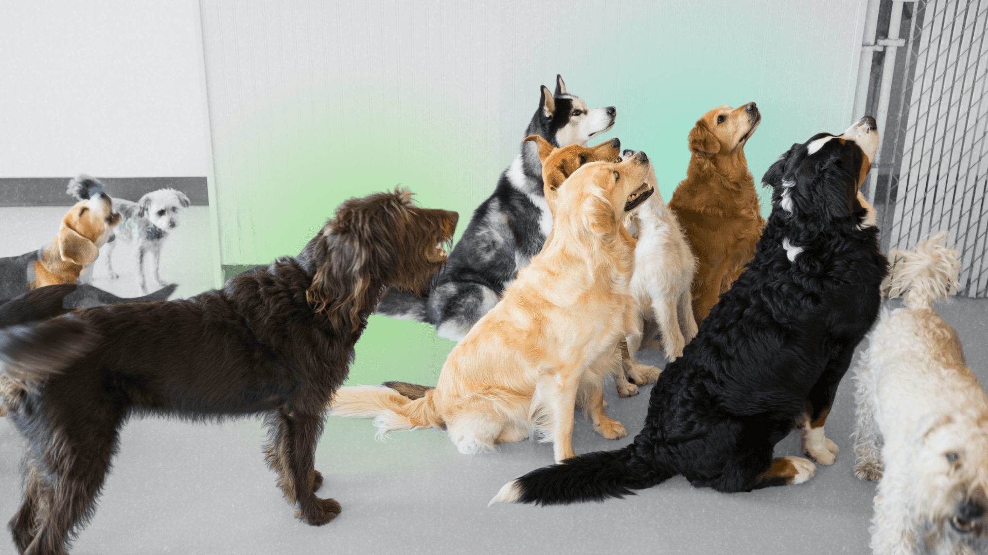 Top Pet Boarding and Day Care Franchise Opportunities for 2026