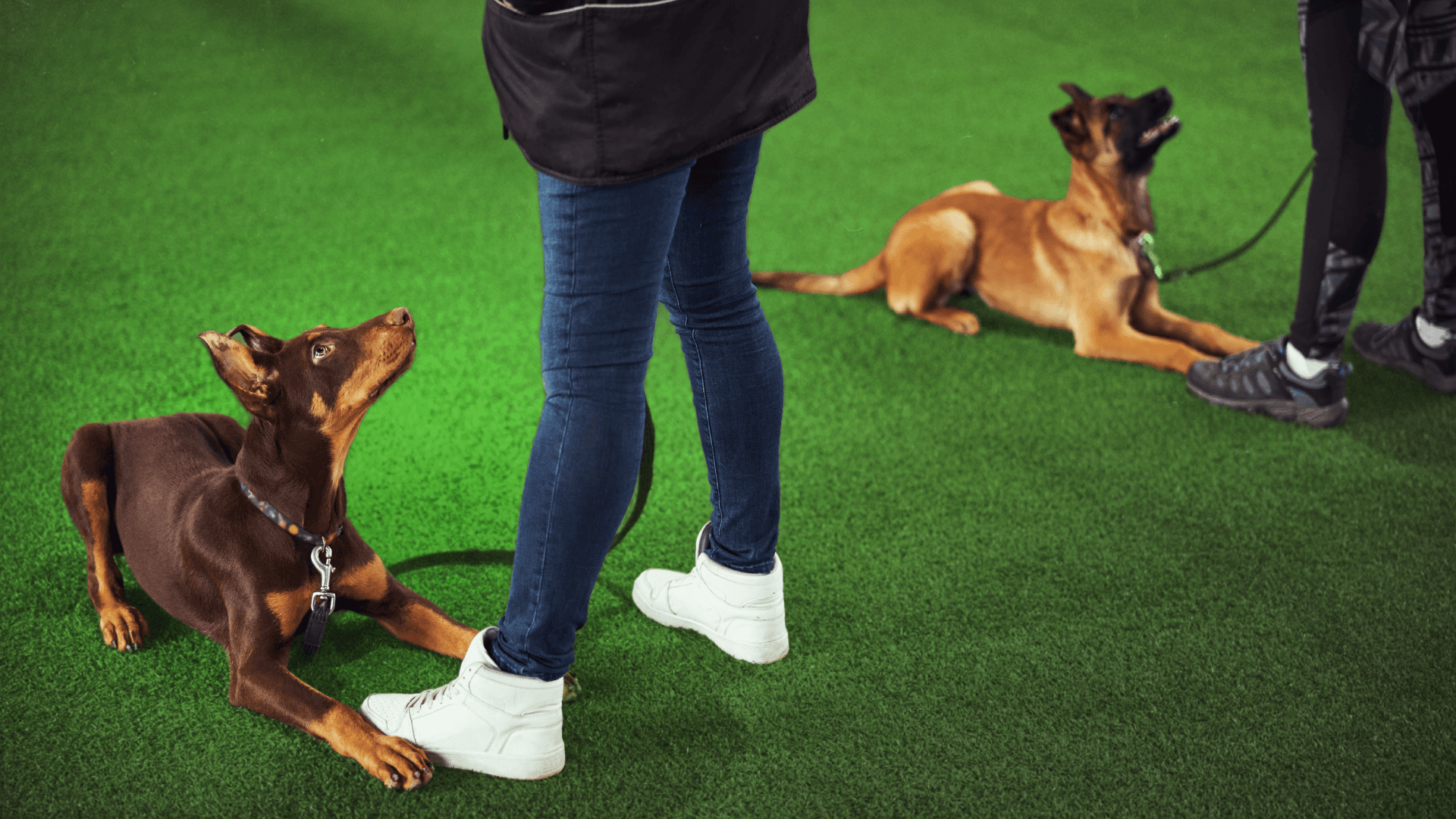 Top Dog Training and Obedience Franchise Opportunities for 2026