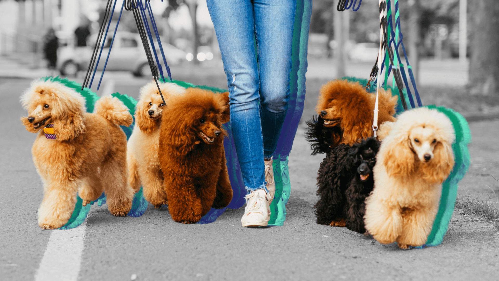 The Top 15 Mobile and In-Home Pet Care Franchises for 2026