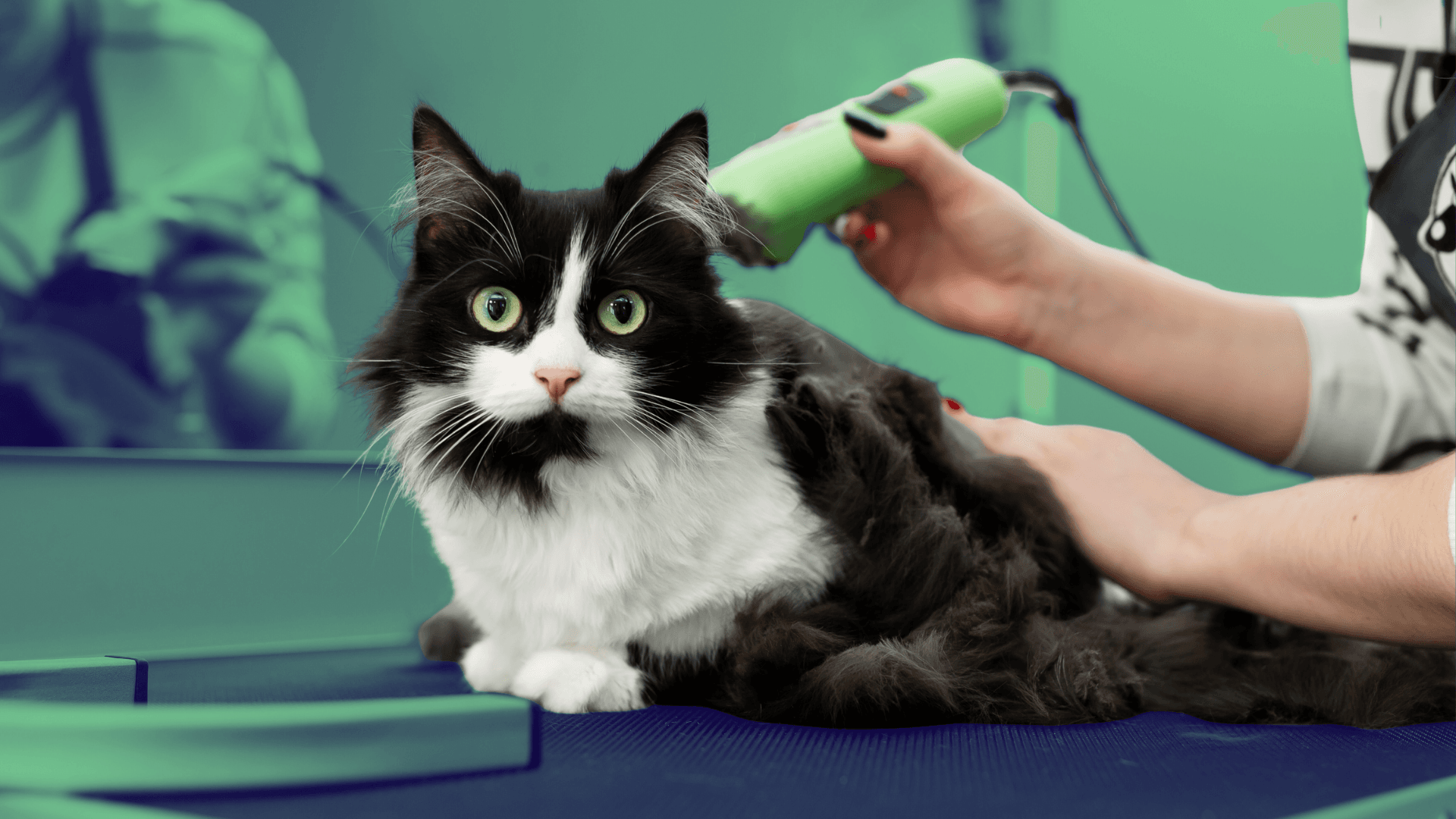 The 15 Top Pet Grooming Franchises To Consider for 2026