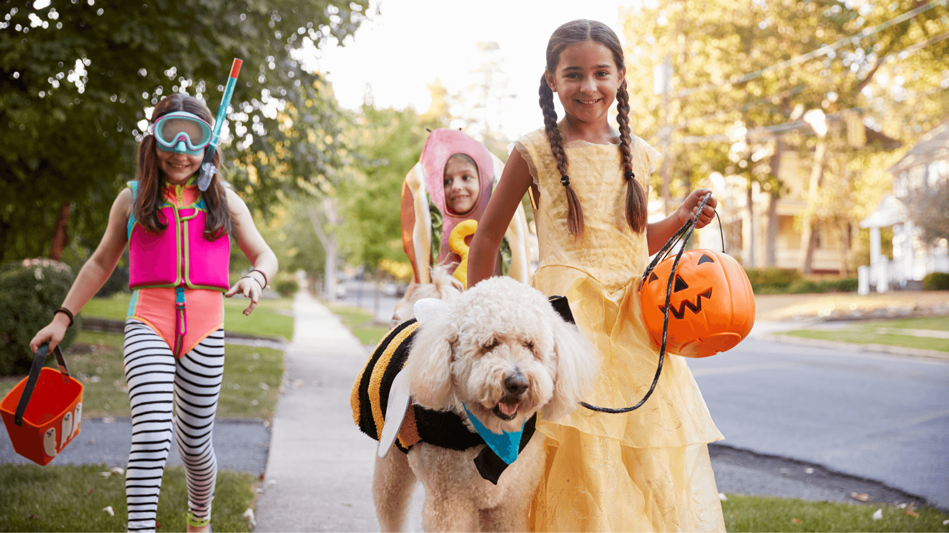 How To Keep Your Dog Safe and Calm This Halloween, According to Dog Training Experts