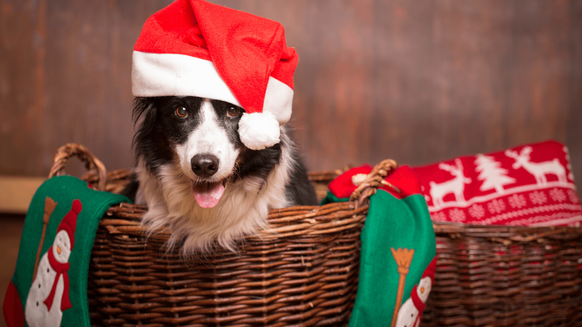 Expert Training Tips for a Well-Behaved Dog This Christmas Season