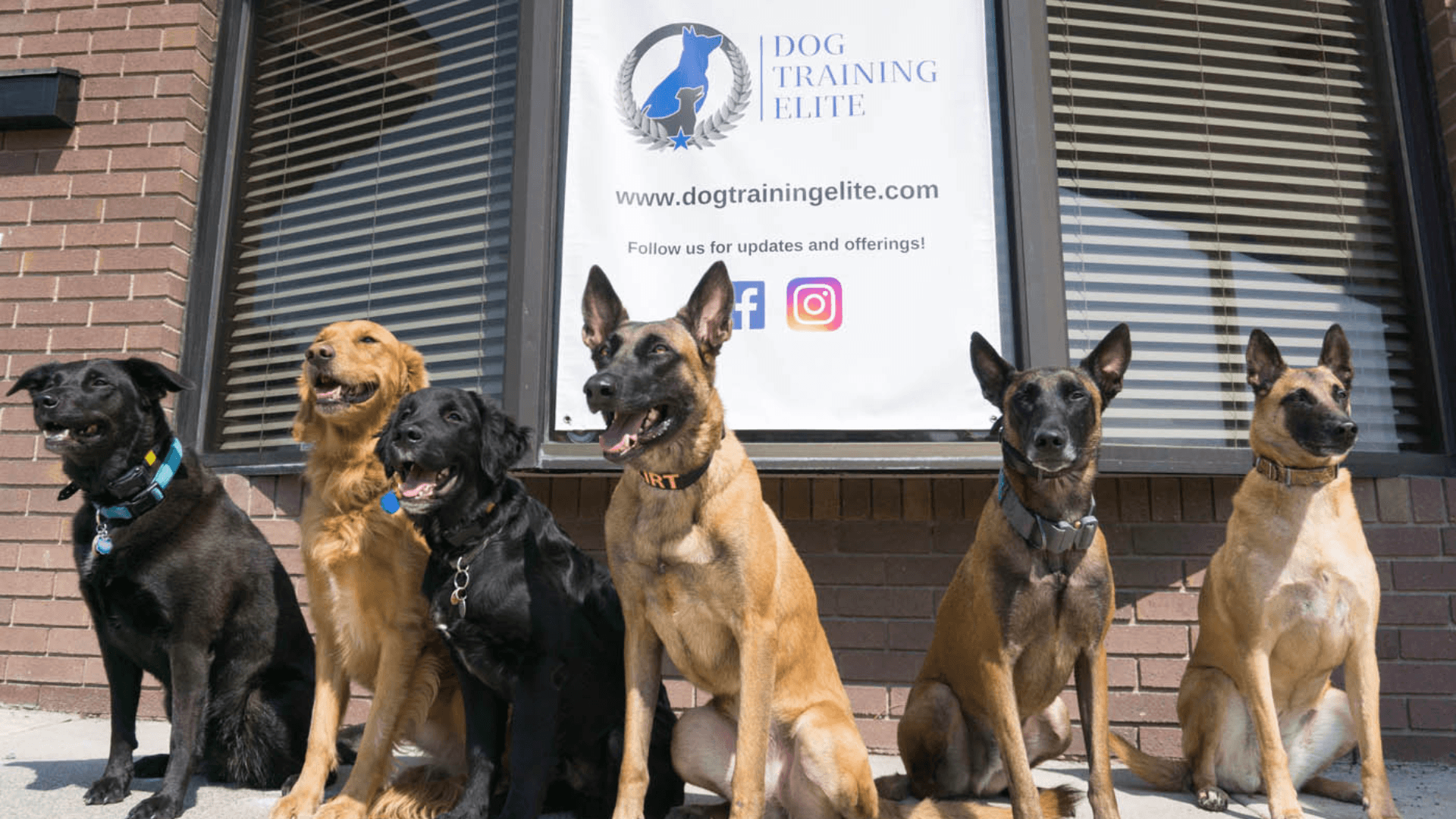 New Year, New Dog: Dog Training Elite Fixes Problem Behaviors