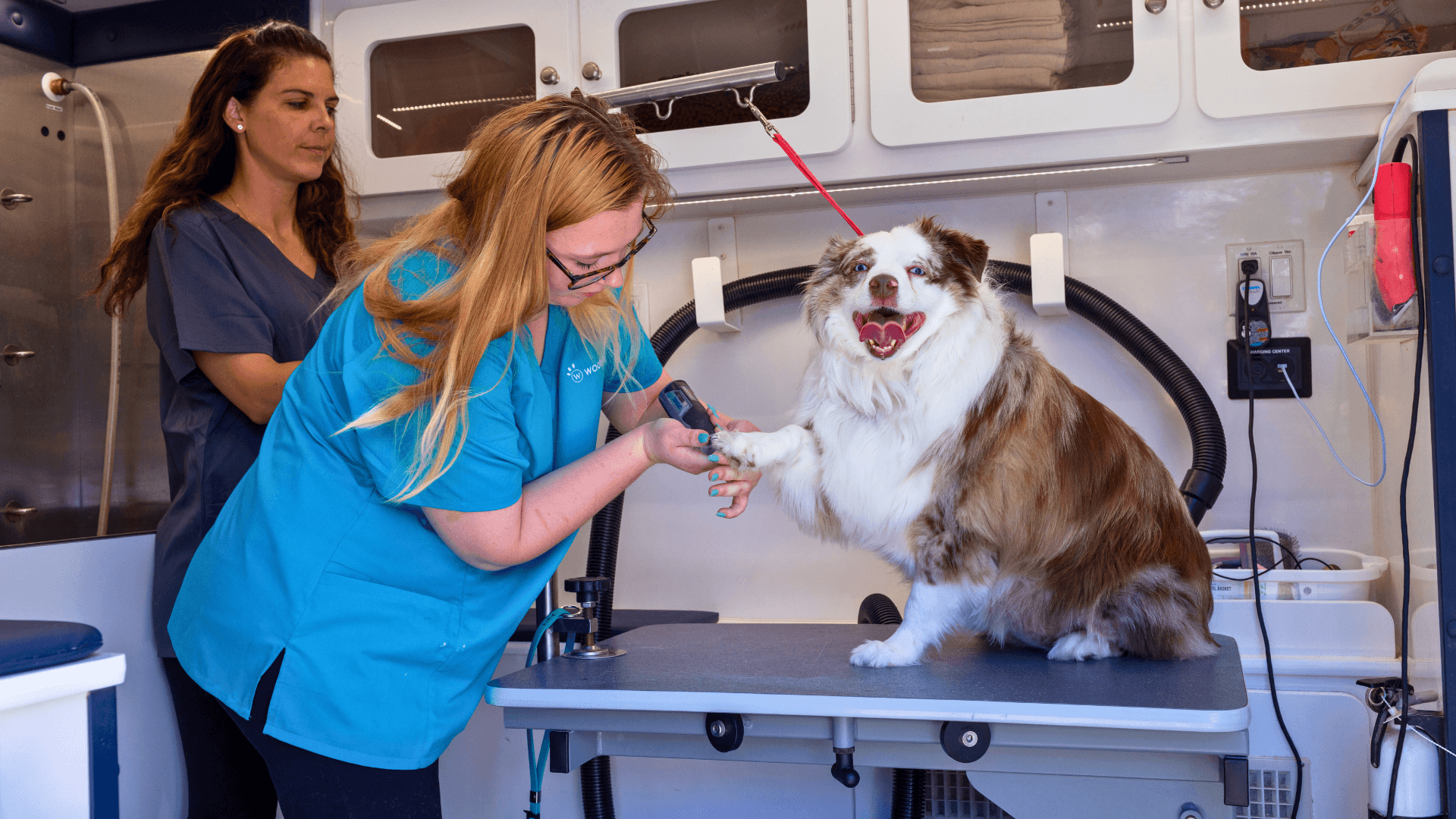 Your Pet’s Life Is Busy, Too. Woofie’s Makes Care Easy