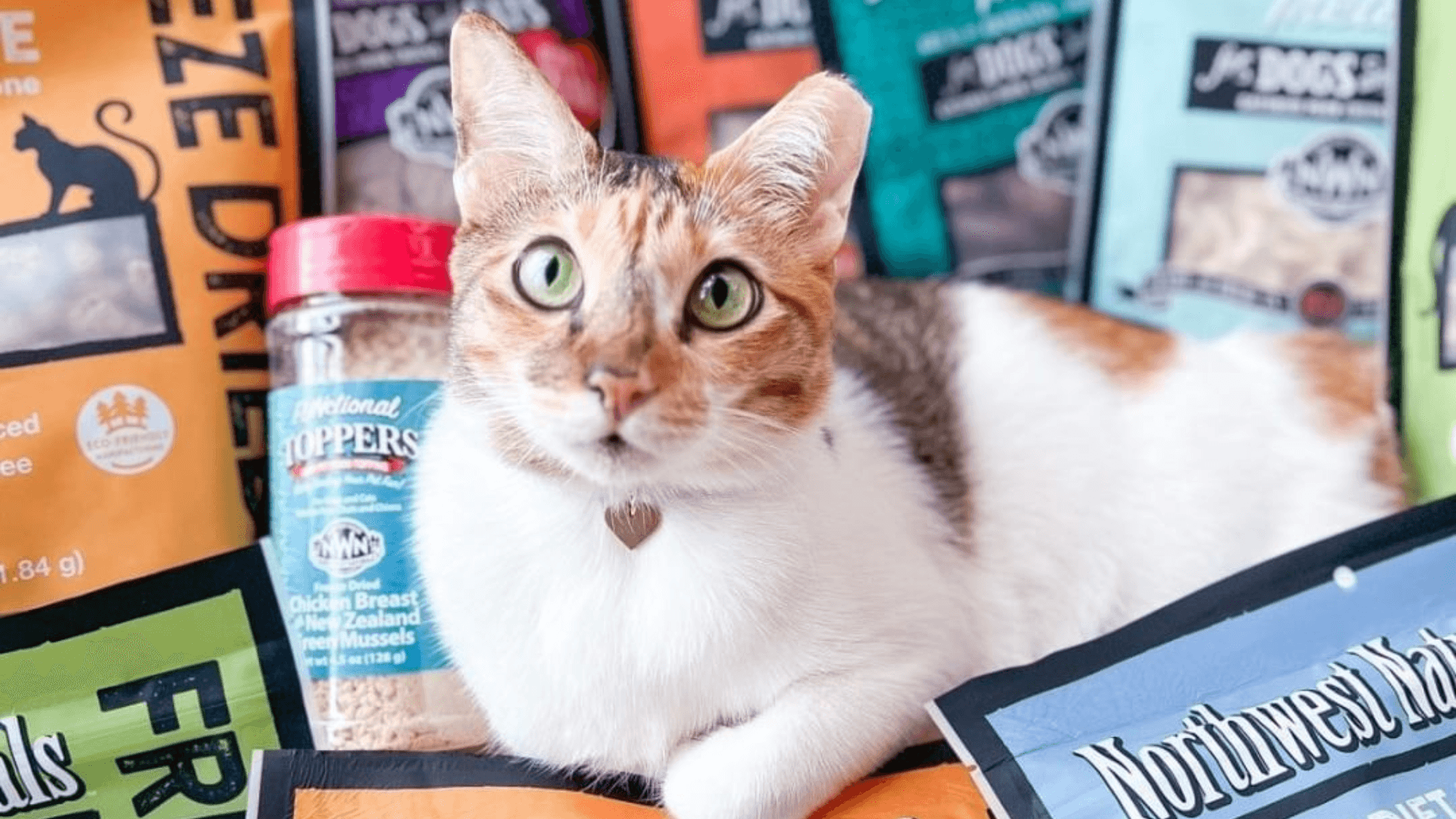 How Cat Nutrition Expertise Helps Drive Sales for Pet Wants Franchisees