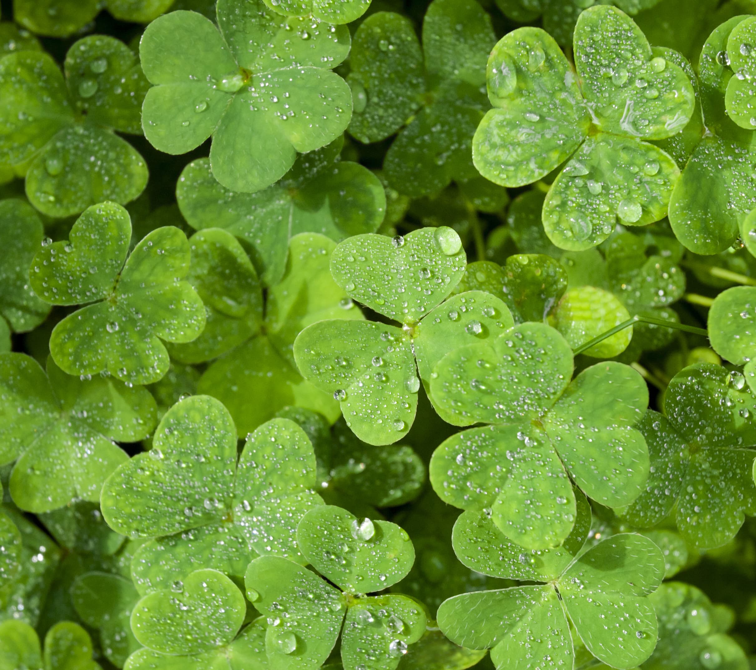 Best St. Paddy’s Ideas to Shamrock Your World