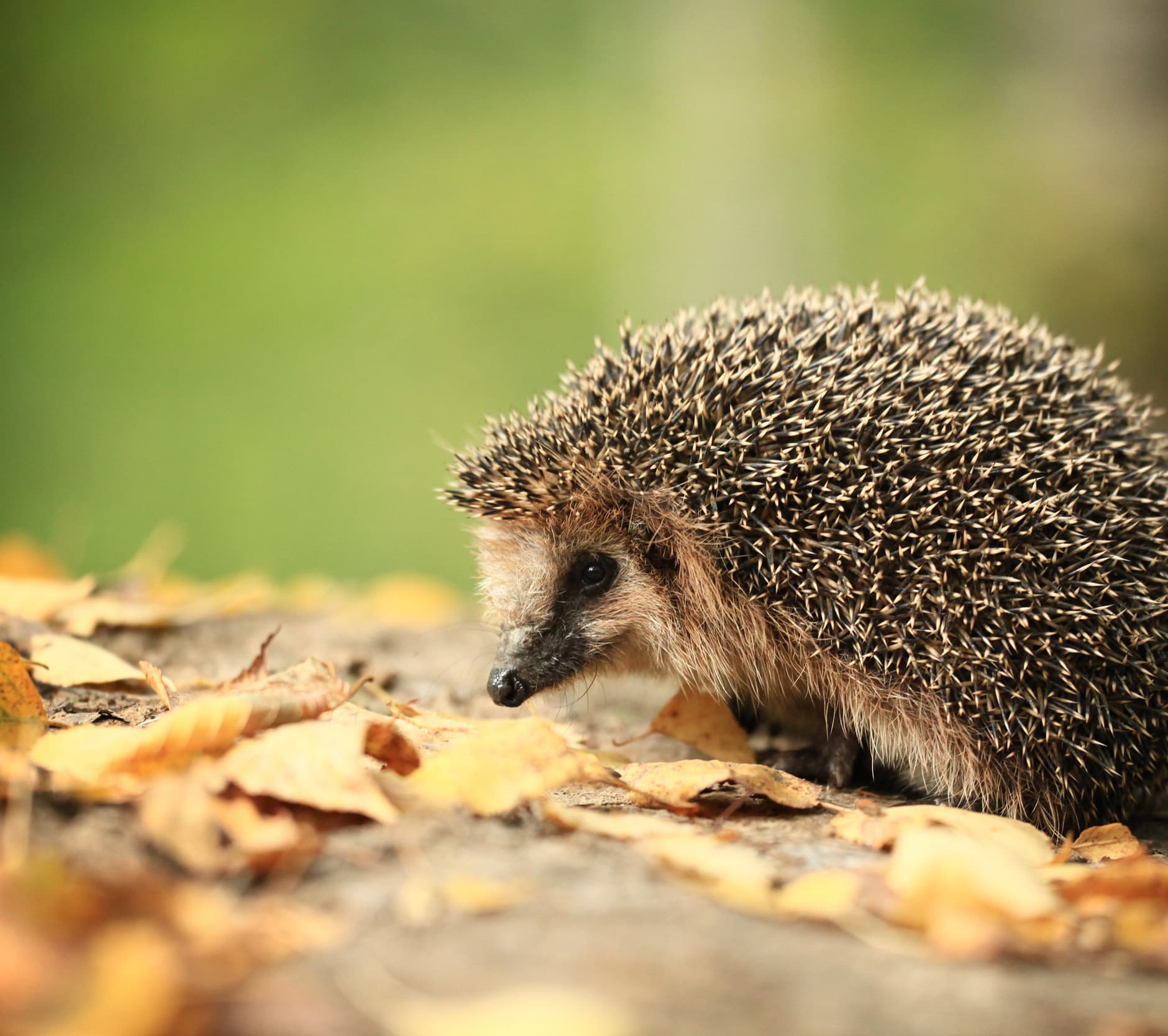 Krug: An ode to the Hedgehog in all of us 