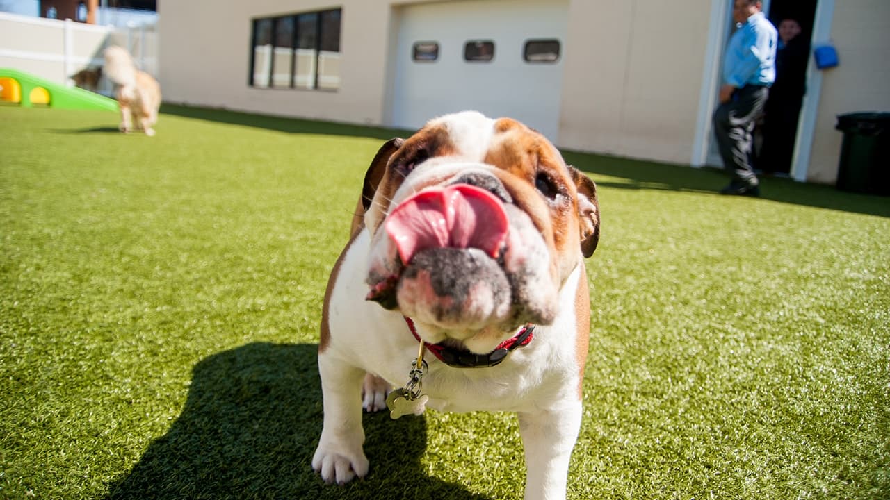 NLA on the Road: K9 Resorts Daycare & Luxury Hotel’s Conference