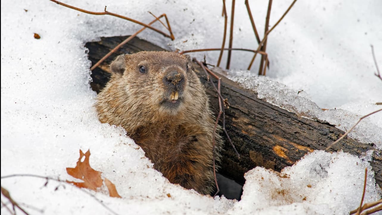 Groundhog Day of Business Marketing