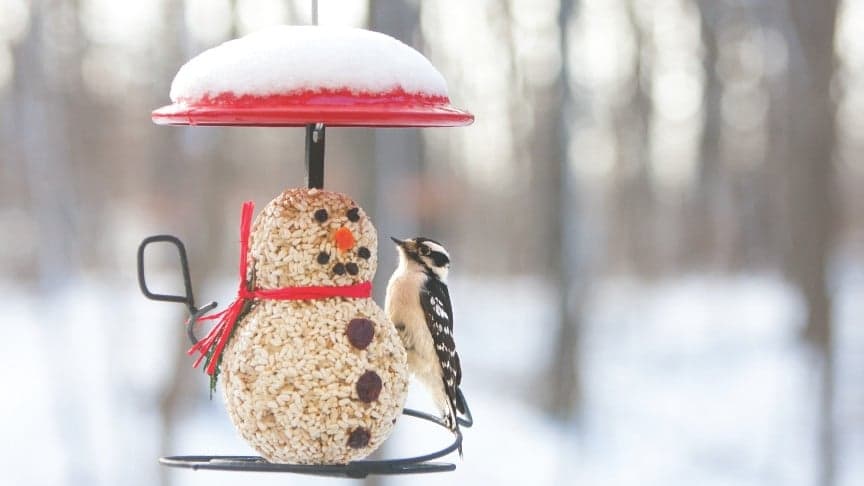 Spend the Holidays with Some Real Characters From Wild Birds Unlimited Spend the Holidays with Some Real Characters From Wild Birds Unlimited