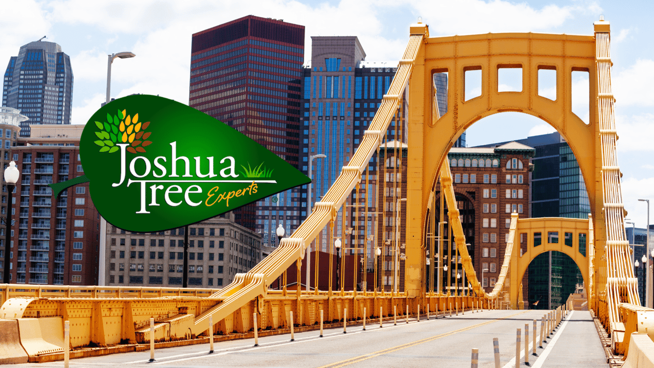 Why Joshua Tree Experts Sees Pittsburgh as the Perfect Place for Development Why Joshua Tree Experts Sees Pittsburgh as the Perfect Place for Development