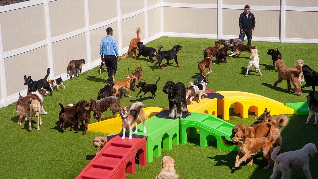 K-9 Resorts fuels rapid growth with FranConnect K-9 Resorts fuels rapid growth with FranConnect