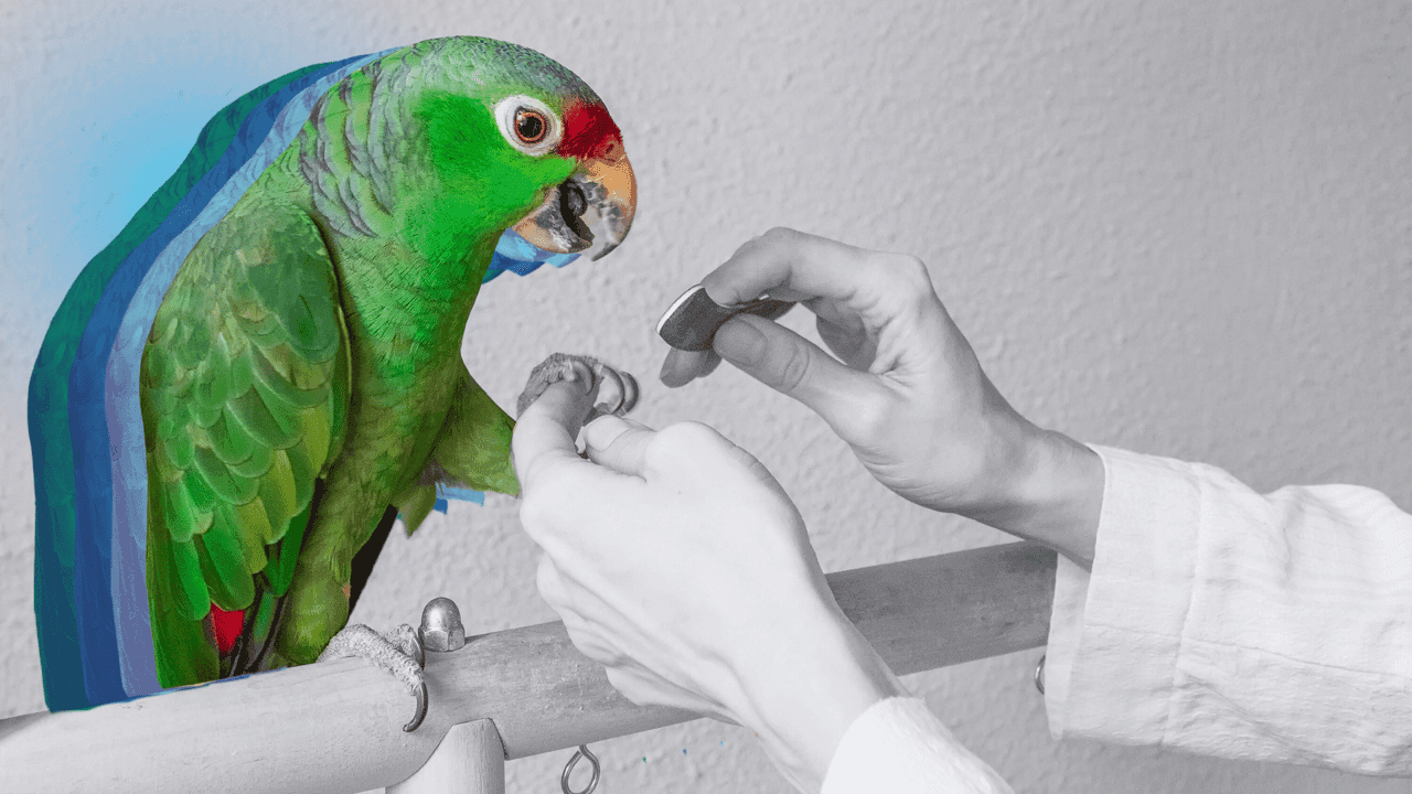 Top Specialty Pet Product and Services Franchise Opportunities for 2026 Top Specialty Pet Product and Services Franchise Opportunities for 2026
