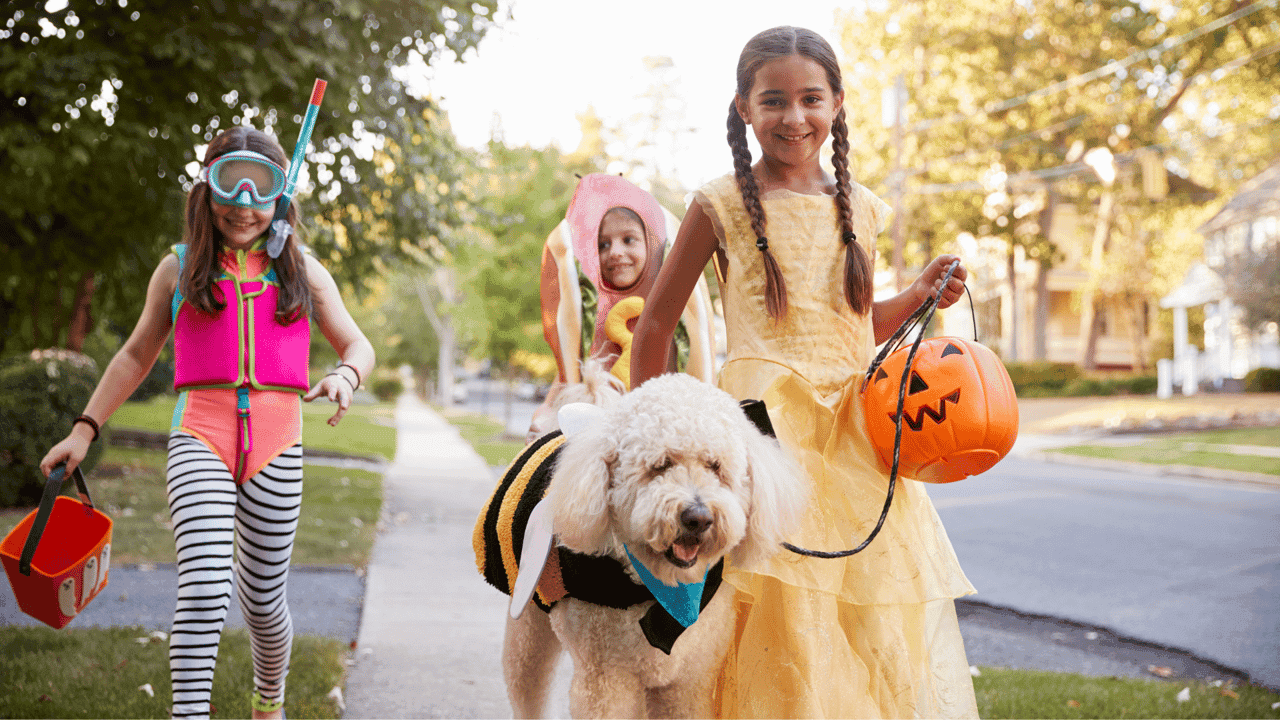 How undefined Evolved and Set New Standards How To Keep Your Dog Safe and Calm This Halloween, According to Dog Training Experts