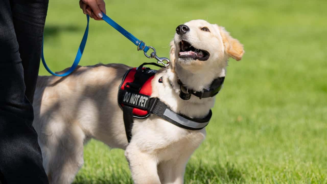 How undefined Evolved and Set New Standards How Dog Training Elite Helps Veterans With PTSD Through Service Dog Training