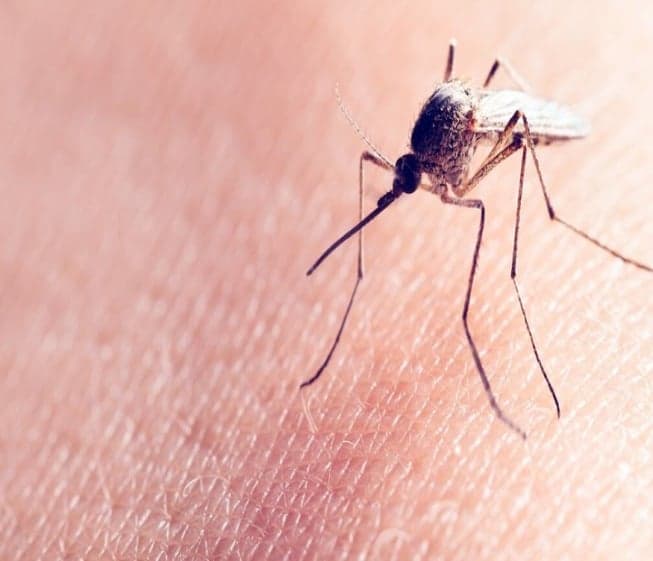 Battle of the Bugs: Mosquito Joe Takes Aim at Unwanted Pests Battle of the Bugs: Mosquito Joe Takes Aim at Unwanted Pests