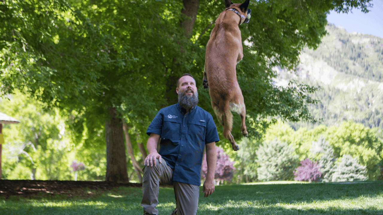 How undefined Evolved and Set New Standards How Dog Training Elite Reduces Pet Surrender Rates